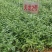 岑溪茶叶苗，岑溪大叶种茶苗，岑溪六堡茶苗，岑溪茶叶种植苗
