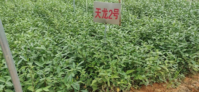 岑溪茶叶苗，岑溪大叶种茶苗，岑溪六堡茶苗，岑溪茶叶种植苗