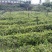 岑溪茶叶苗，岑溪大叶种茶苗，岑溪六堡茶苗，岑溪茶叶种植苗