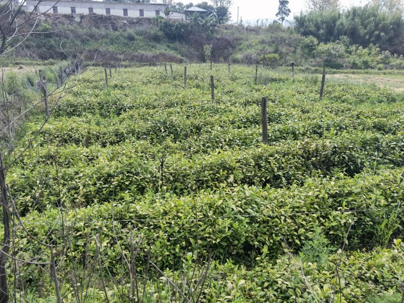 岑溪茶叶苗，岑溪大叶种茶苗，岑溪六堡茶苗，岑溪茶叶种植苗