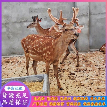 大小梅花鹿出售中回收各种规格梅花鹿景区观赏梅花鹿鹿崽出