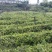 藤县茶叶苗，藤县六堡茶苗，蒙山茶叶苗，藤县茶叶苗基地