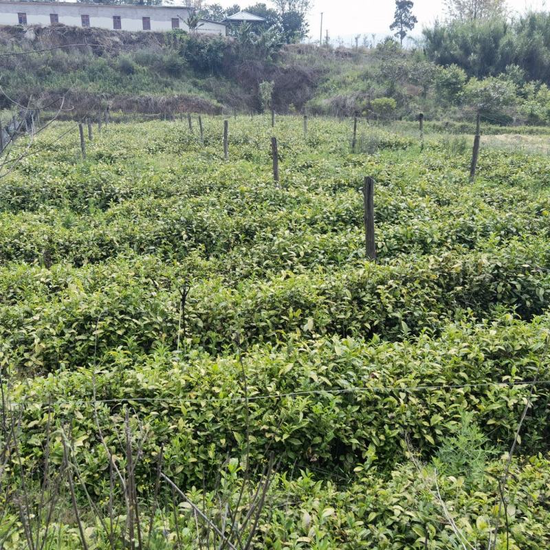 藤县茶叶苗，藤县六堡茶苗，蒙山茶叶苗，藤县茶叶苗基地