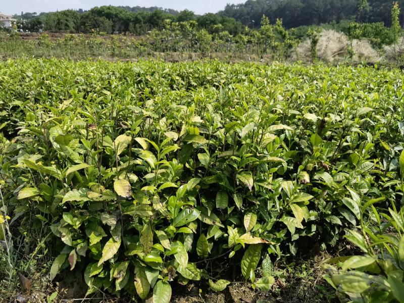 藤县茶叶苗，藤县六堡茶苗，蒙山茶叶苗，藤县茶叶苗基地