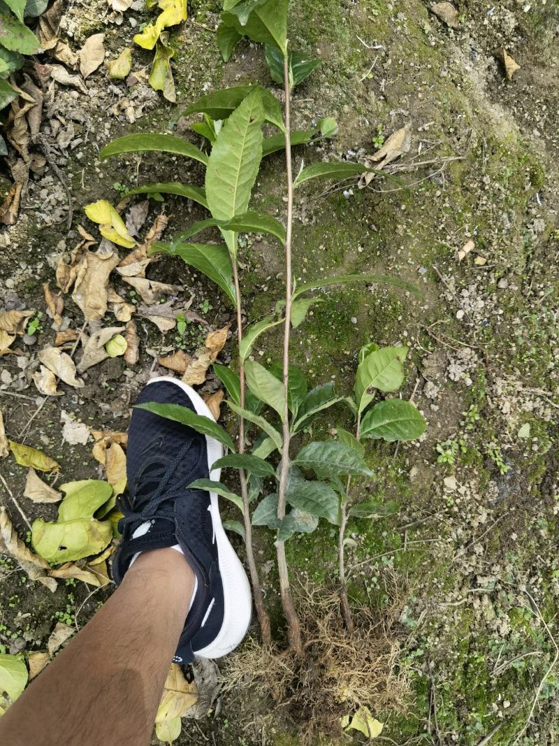 藤县茶叶苗，藤县六堡茶苗，蒙山茶叶苗，藤县茶叶苗基地