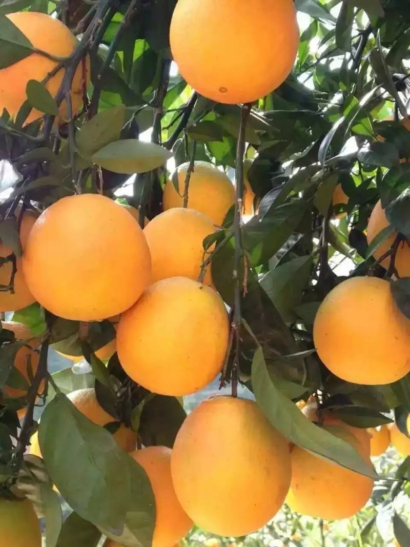 特早蜜橘大量上市欢迎各位老板来咨询