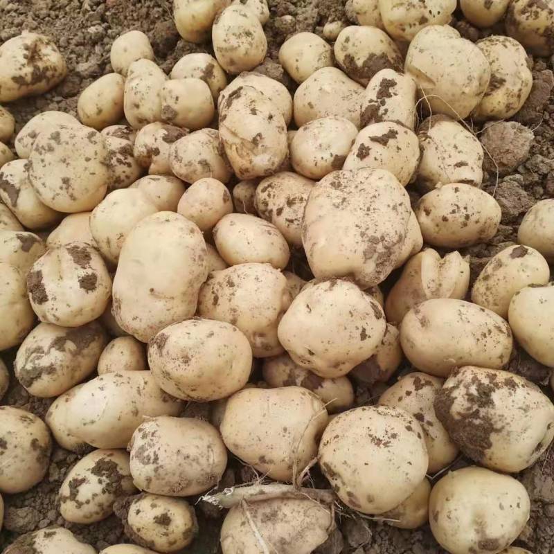 精品黄心土豆大量上市现挖现发对接商超档口欢迎来电