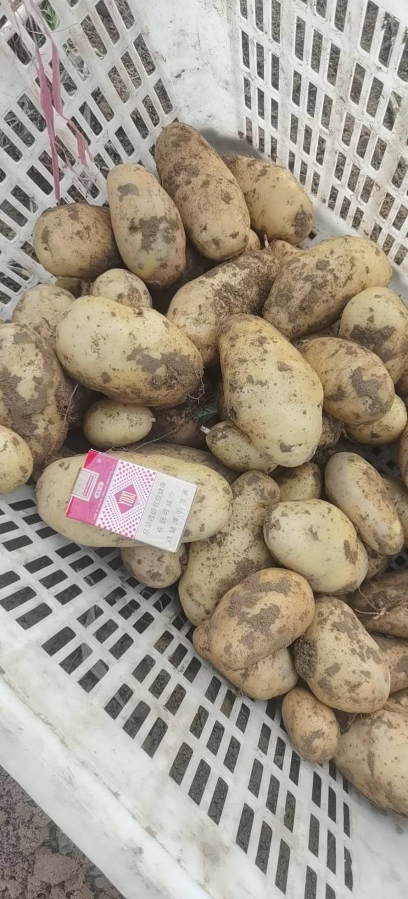 精品黄心土豆大量上市现挖现发对接商超档口欢迎来电