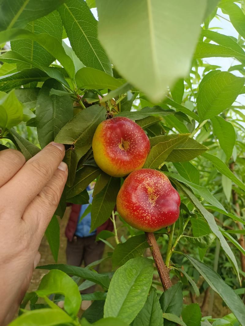 油蟠桃批发，冷棚油蟠桃批发，油蟠桃基地，油蟠桃产地