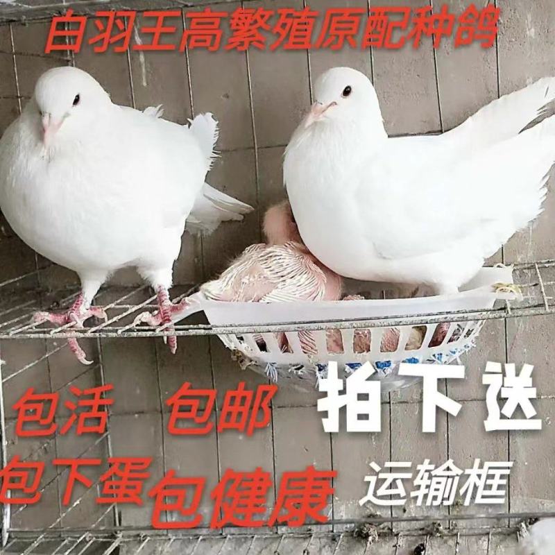 大体落地王鸽银王鸽白羽王鸽青年鸽种鸽一公一母成年鸽