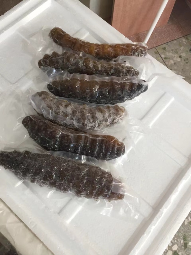 泡发海参鲜食参螺纹参厂家发货批发