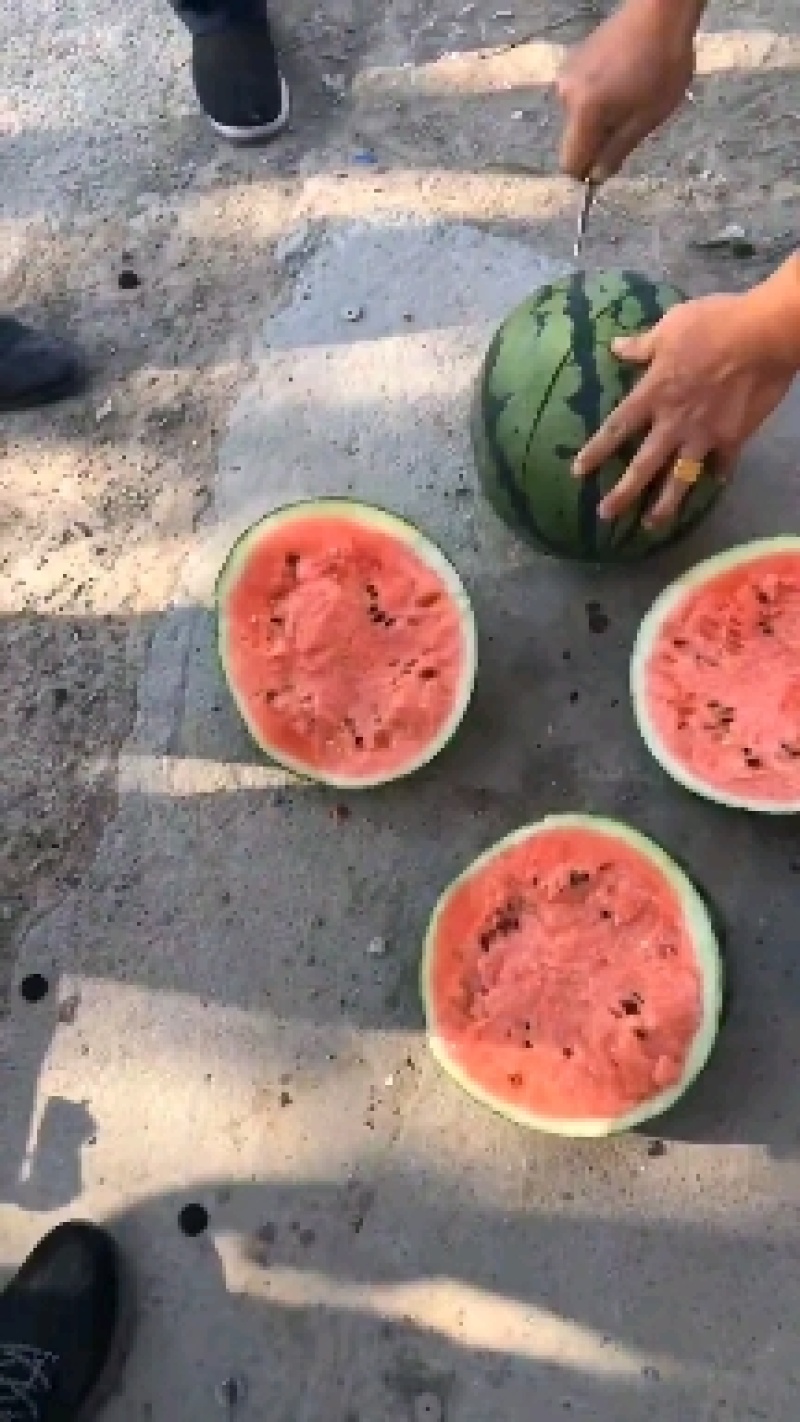 盖县锦王甜王西瓜皮薄口甜欢迎各地老板前来选购