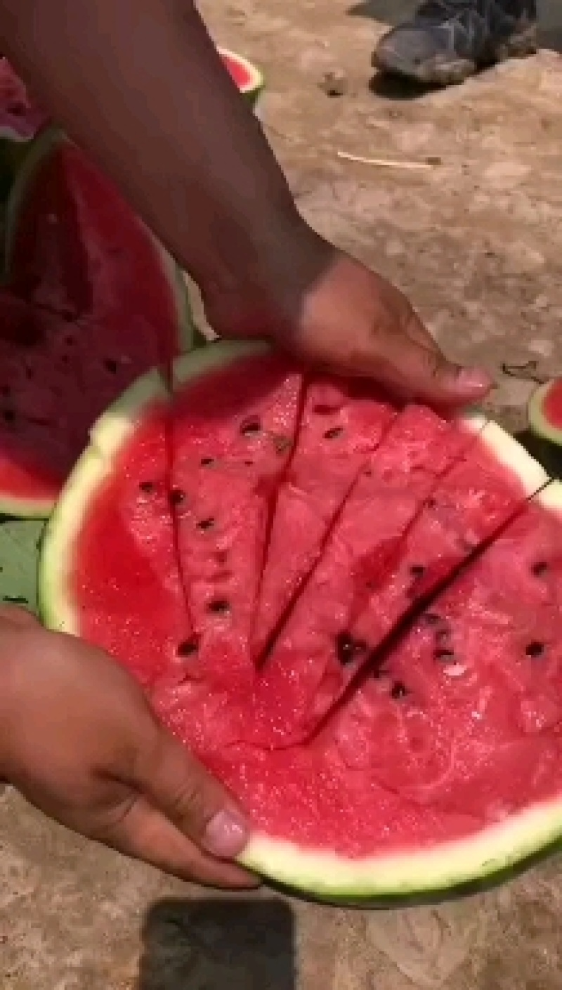 盖县锦王甜王西瓜皮薄口甜欢迎各地老板前来选购