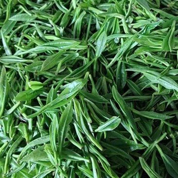 湘西自治州保靖黄金茶、谷雨绿茶办公茶系列