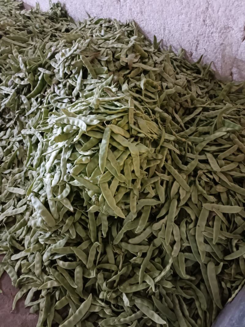油豆角辽宁北镇大量油豆角上市质量好产地直供