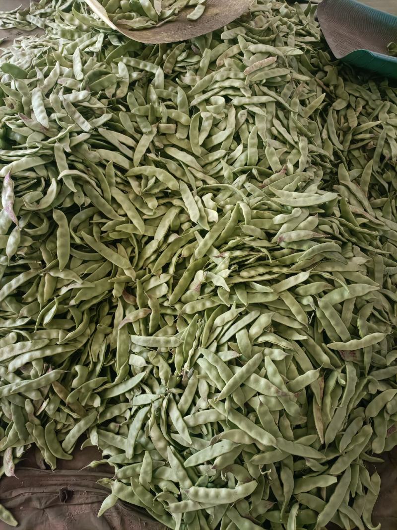 油豆角辽宁北镇大量油豆角上市质量好产地直供