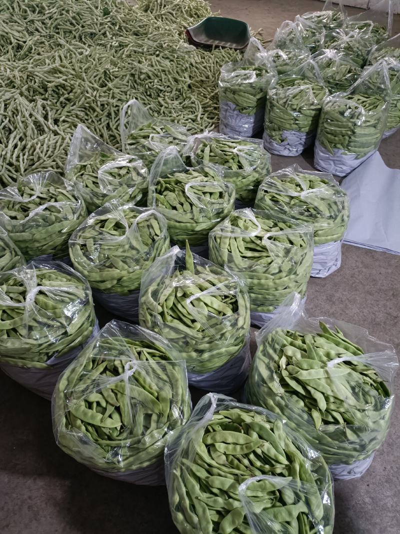 油豆角辽宁北镇大量油豆角上市质量好产地直供