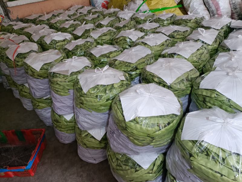 油豆角辽宁北镇大量油豆角上市质量好产地直供