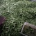 油豆角辽宁北镇大量油豆角上市质量好产地直供