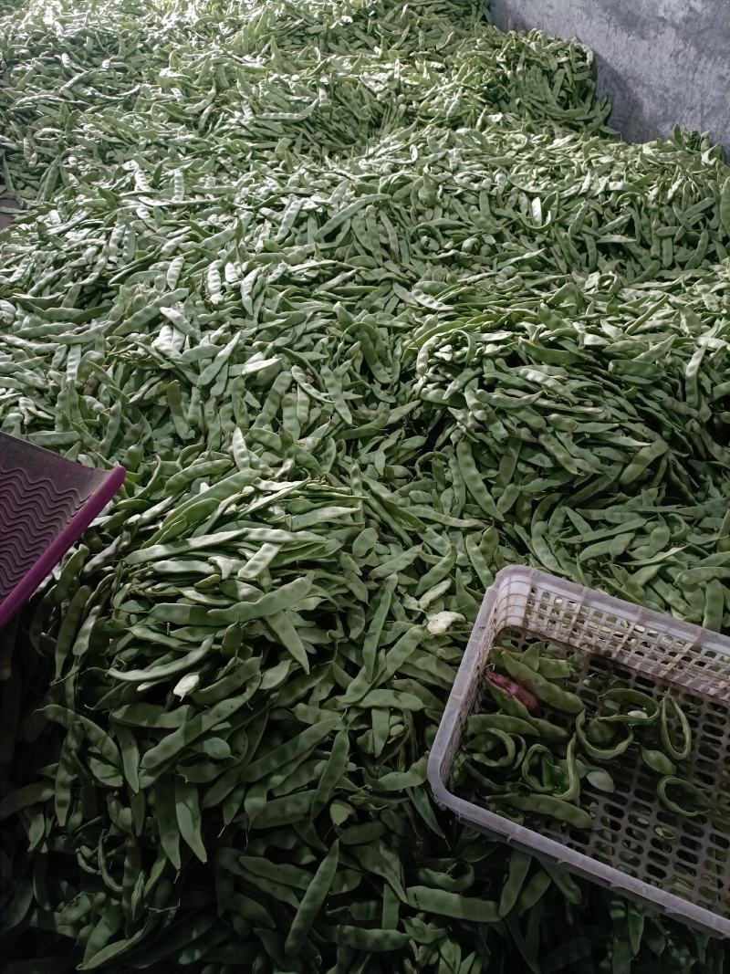 油豆角辽宁北镇大量油豆角上市质量好产地直供