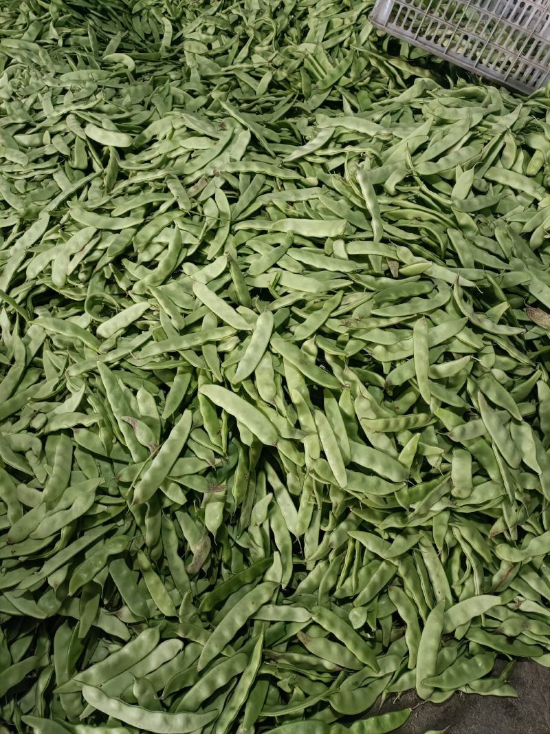 油豆角辽宁北镇大量油豆角上市质量好产地直供