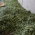 油豆角辽宁北镇大量油豆角上市质量好产地直供