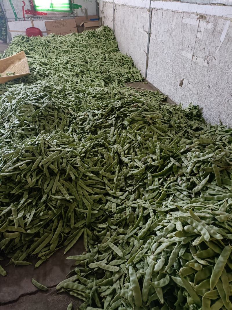 油豆角辽宁北镇大量油豆角上市质量好产地直供