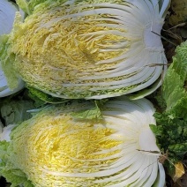 黄心白菜，矮颗，内部黄心，玲珑黄