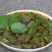 （种苗）豆腐柴苗，神豆腐苗，斑鸠叶树苗