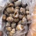 南美白对虾沙特虾16/20国联厂