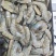 南美白对虾沙特虾16/20国联厂