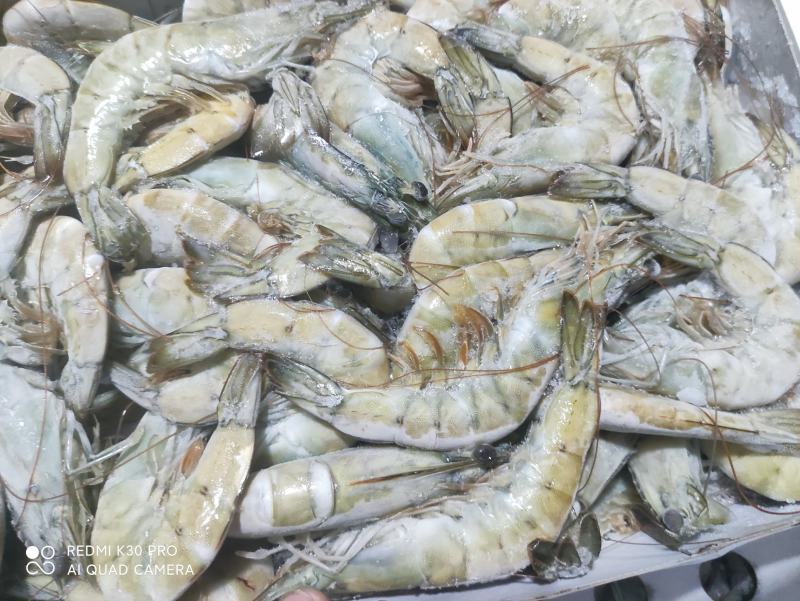 南美白对虾沙特虾16/20国联厂