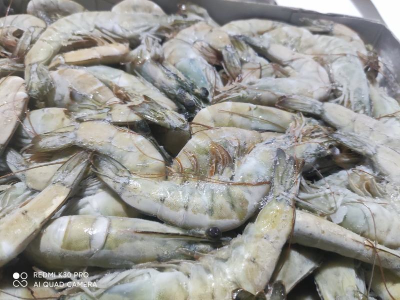 南美白对虾沙特虾16/20国联厂