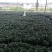 太阳神【基地直供】90规格一箱40盆立装叶色翠绿宜养