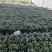 太阳神【基地直供】90规格一箱40盆立装叶色翠绿宜养