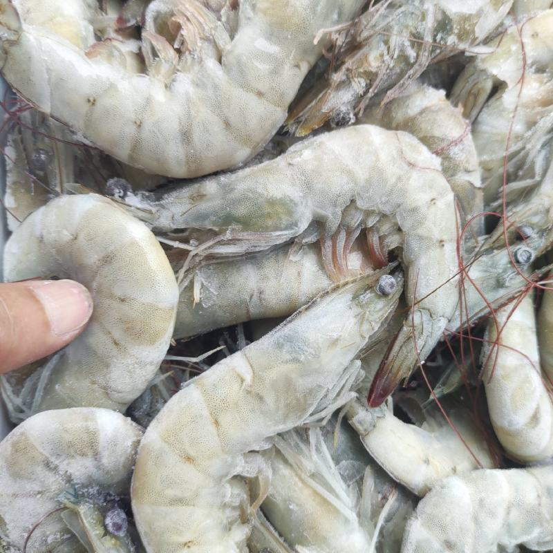 南美白对虾沙特虾16/20国联厂