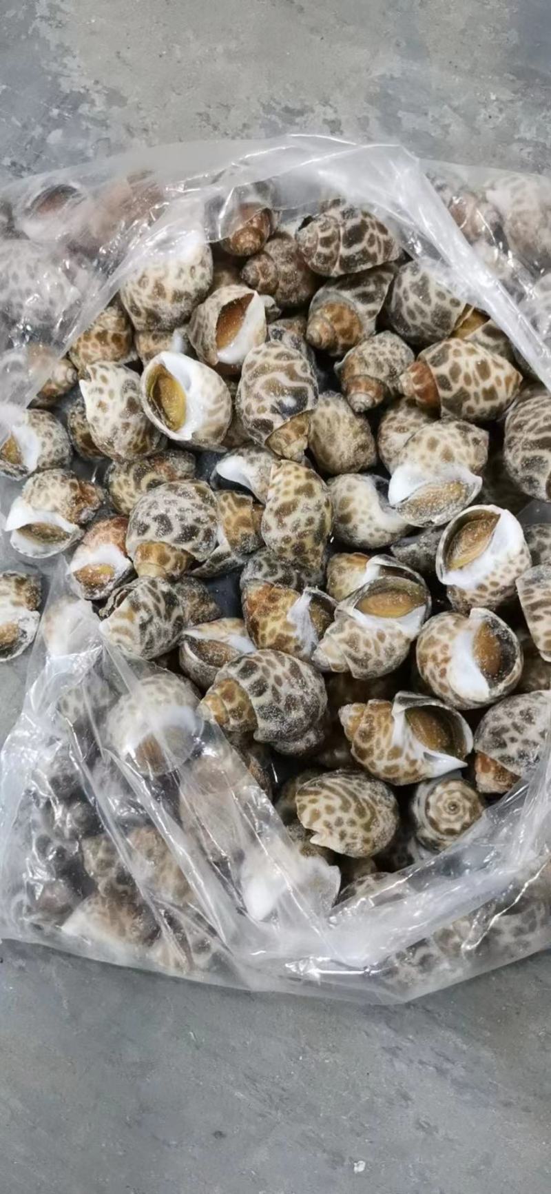 花螺巴基斯坦花螺50/80