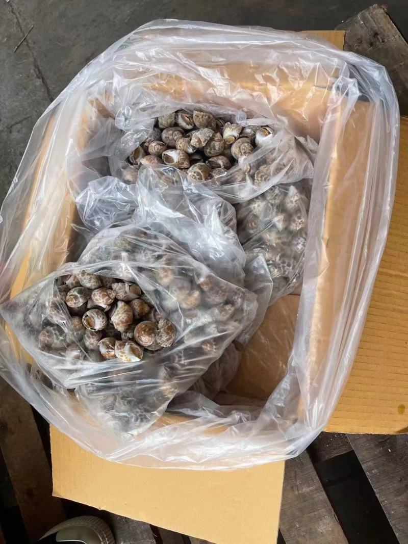 花螺巴基斯坦花螺50/80