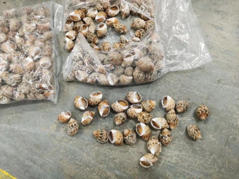 花螺巴基斯坦花螺50/80