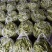 北镇油豆大量上市一点红质量好颜色好产地代办