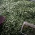 北镇油豆大量上市一点红质量好颜色好产地代办