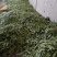 北镇油豆大量上市一点红质量好颜色好产地代办