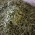 北镇油豆大量上市一点红质量好颜色好产地代办