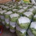 北镇油豆大量上市一点红质量好颜色好产地代办