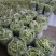 北镇油豆大量上市一点红质量好颜色好产地代办