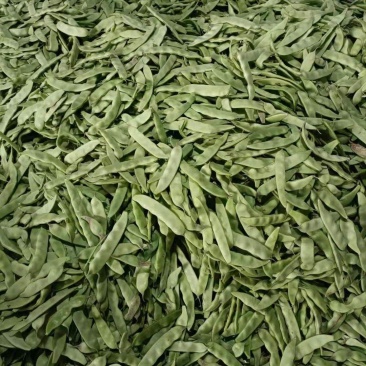 北镇油豆大量上市一点红质量好颜色好产地代办