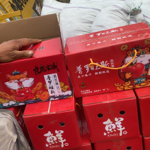 海阳普罗旺斯西红柿