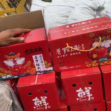海阳普罗旺斯西红柿