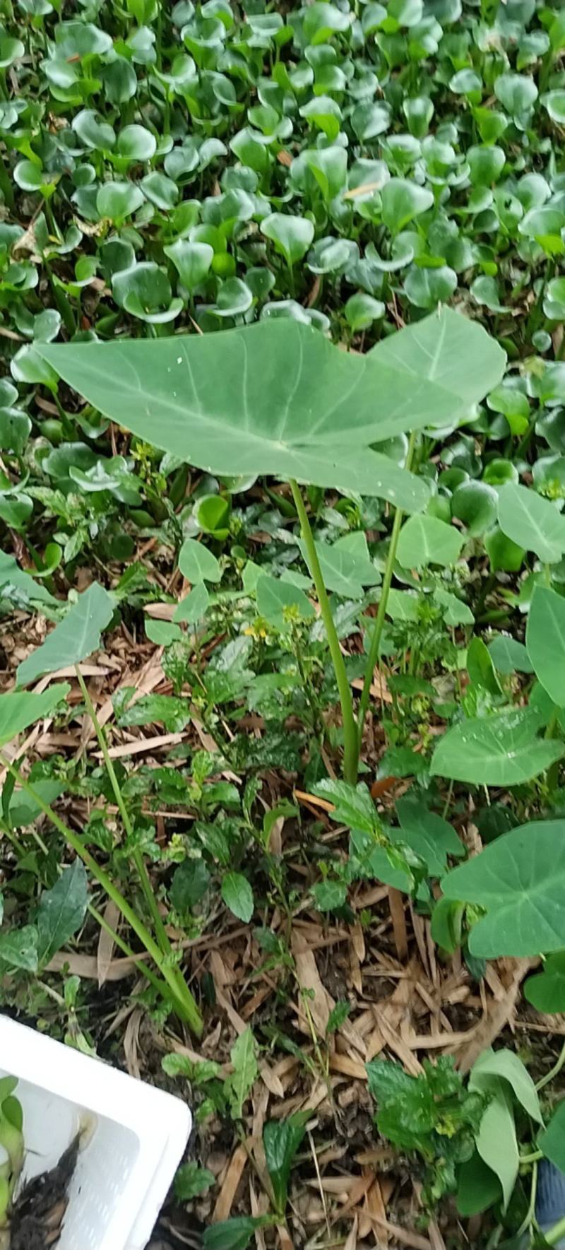 广西水芋头，大量供应