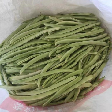 北镇白豆角大量上市.欢迎各地客商咨询.质量好